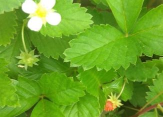 Продается дом, 20 м2, Курган, Центральная улица