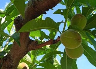 Продажа участка, 294 сот., село Севастьяновка, Партизанская улица