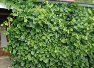 Продаю дом, 20 м2, СНТ Турбина