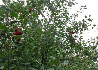 Продаю дачу, 10 м2, Бердск, 17-я улица, 21