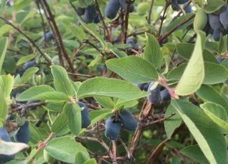 Продается дача, 25 м2, СНТ Лесовик