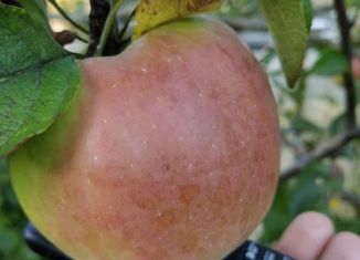 Продается дача, 31 м2, деревня Пищалкино