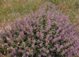 Земельный участок на продажу, 15 сот., село Окунёвка