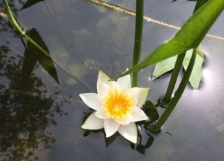 Продаю дом, 48 м2, село Завидово, М-10 Россия, 113-й километр