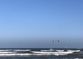 Сдача в аренду 1-комнатной квартиры, 52 м2, Махачкала, улица Тулпара Мусалаева, 16, ЖК Лазурный Берег