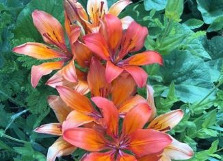 Продается земельный участок, 16 сот., садоводческое некоммерческое товарищество Красная Горка, Берёзовая улица