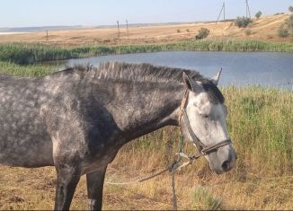 Продается участок, 8 сот., село Челядиново