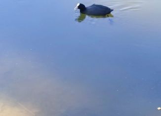 Продажа гаража, 24 м2, Пушкин, шоссе Подбельского, 20