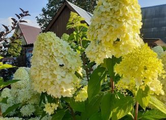 Продажа дачи, 30 м2, Бердск, Виноградная улица, 33