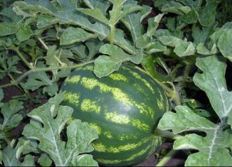 Продается дача, 20 м2, Елец