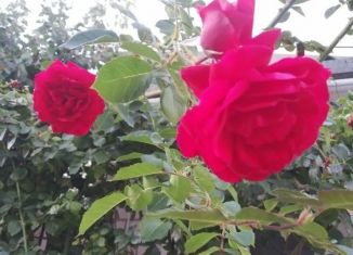 Продажа дачи, 24 м2, Брянская область